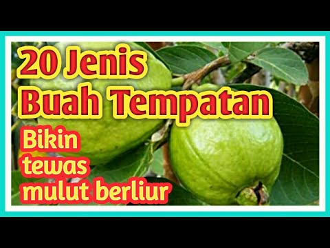 Part 3: Kenali 20 Jenis Buah-Buahan Tempatan Yang Bikin Berliur Mulut, sedap sangat😋👍
