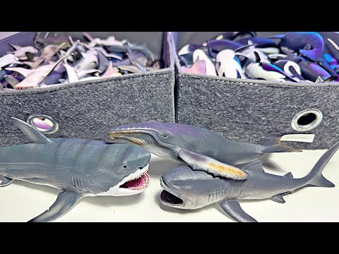 New Sharks & Whales Collection - Great White Shark, Hammerhead Shark, Tiger Shark, Bull Shark