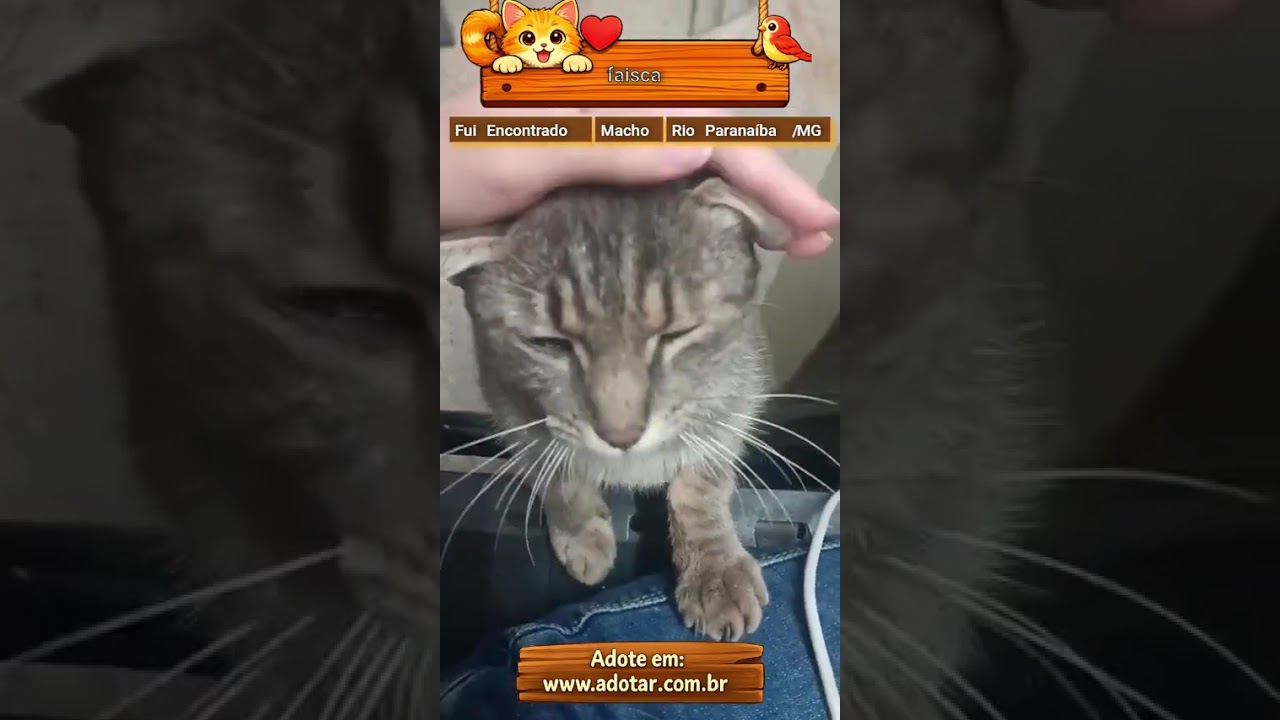 Gato raça SRD-ViraLata idade 7 a 11 meses nome faisca
