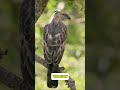 Different Eagle Sounds You Ve Never Heard Before Shorts Soundbirds Eagles