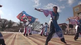 能代YOSAKOI～颯～「叶羽」　能代市役所さくら庭さくらまつり