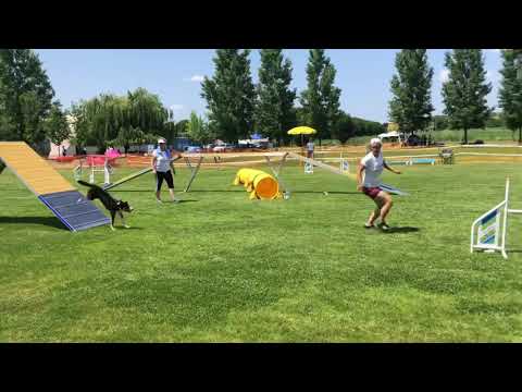 Agility Open 1. place, Kraft