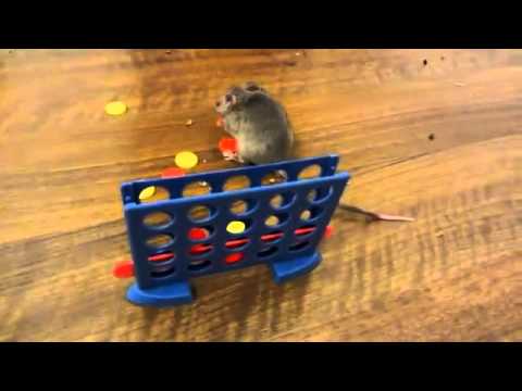 Ratinho muito inteligente faz truques   Videolog
