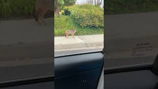 美国居民区的出没的野狼。大白天，美国居民区就有出没的野狼。甚至就在住家后院！IMG 1527