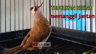 Download lagu Trucuk betina memanggil jantan PALING AMPUH memancing trucukan jadi rajin bunyi mp3 Download lagu Trucuk betina memanggil jantan PALING AMPUH memancing trucukan jadi rajin bunyi mp3