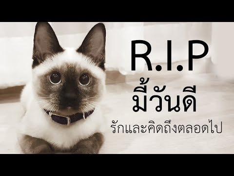 รูปภาพร้องไห้กลาก โรคสะเก็ดเงินในรูปภาพอวัยวะเพศชาย