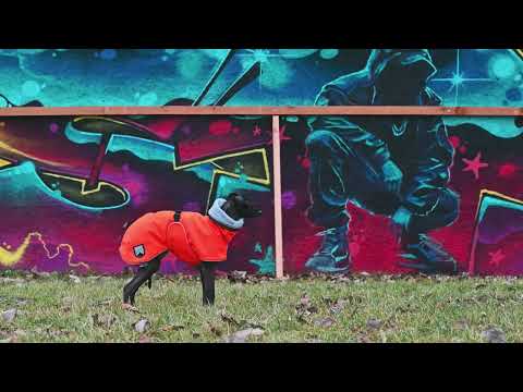 High-Visibility Dog Coat for Sighthounds | DG OUTDOOR WARM PLUS “Neon Orange”