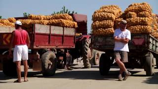 Varză, cartofi şi alți demoni (Documentar)