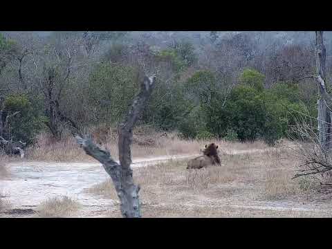 Djuma: Impala ram notices Dark Mane male Lion-alarms and Lion moves off - 11:29 - 08/16/21