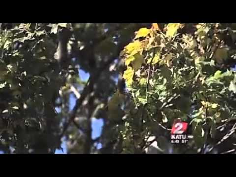 Study: Big trees means less crime