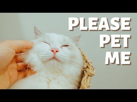 How to Pet a Cat the Right Way | 5 step Guide to Properly Pet Your Cat