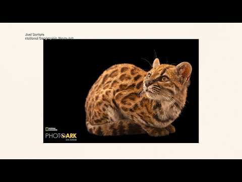 $30 estate sale painting could sell for $250K; scientists identify ...