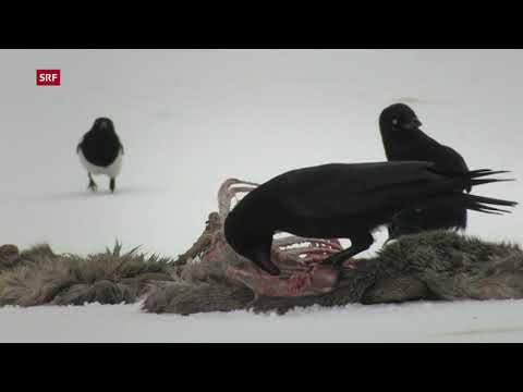 Steinböcke sind aus den Schweizer Alpen nicht mehr wegzudenken