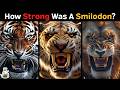 How Strong Was A Saber Toothed Tiger Compared To Modern Big Cats