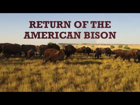 image-Why is the American bison endangered?