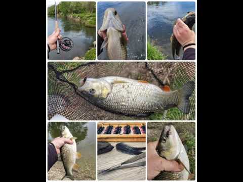 Mušičarska sezona 2021 ~ ulovi i veštačke mušice.