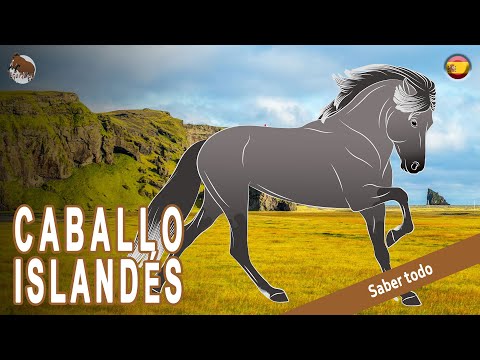 , title : 'CABALLO ISLANDÉS, caballos se han mantenido puros durante más de un milenio, RAZAS DE CABALLOS'