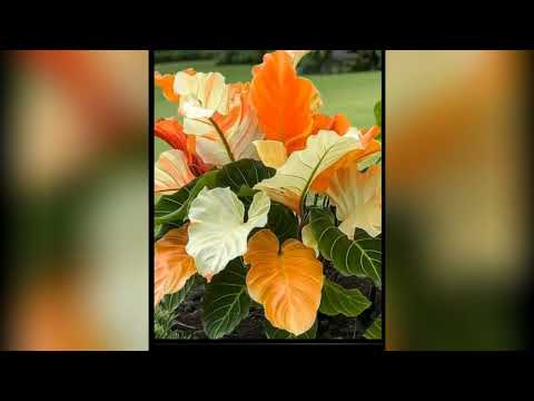 Kusum De Silva Jayakody 💚Mellow Creations💚@kumdesj #flowers 🍁☘️🌼 #mellow cretions