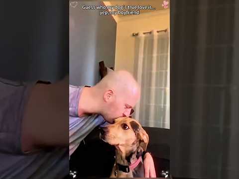 Guess who my dog’s true love is... yep, my boyfriend.❤️#DogLovesBoyfriend #PetLove #doglife