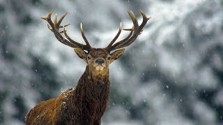 preview picture of video 'Red deer. Winter. Благородный олень. Зима.'