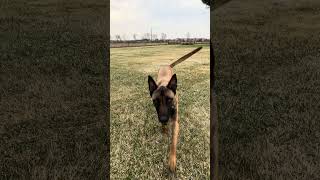 Video preview image #1 Mutt Puppy For Sale in Stevens Point, WI, USA