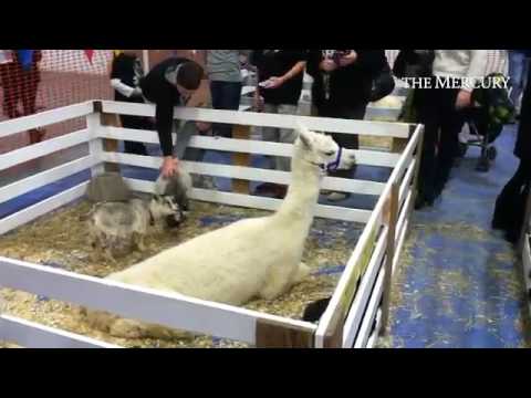 Scenes from the Greater Philadelphia Pet Expo in Oaks