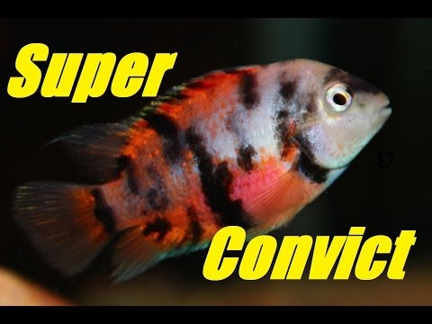 Convict Cichlid (Calico or Marble) - Intense Coloration