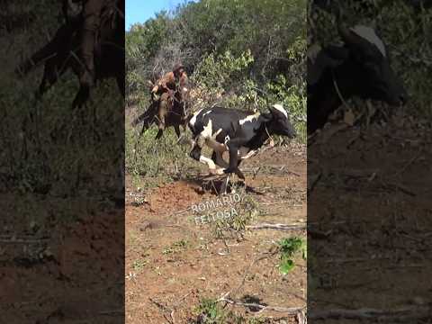 Pega de boi no mato em Bela Vista do Piauí #romariofeitosa #pegadeboinomato