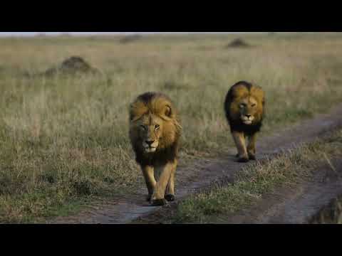 The Strongest LION PRIDE in Luangwa Valley - National Geographic Documentary