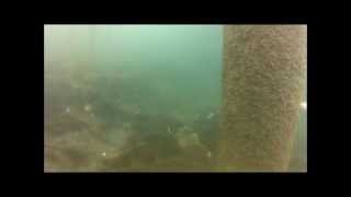 preview picture of video 'Piling inspection and sea star encounter in Sand Point, AK by High Tide Exploration'