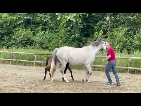 Fohlenprämierung 27.07.2021 HF v. Crack - Casall - Cassini I - Carry, St. 18a2