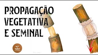 PROPAGAÇÃO VEGETATIVA X PROPAGAÇÃO SEMINAL!