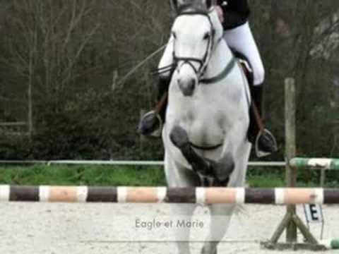 Souvenir de nos amis les équidés