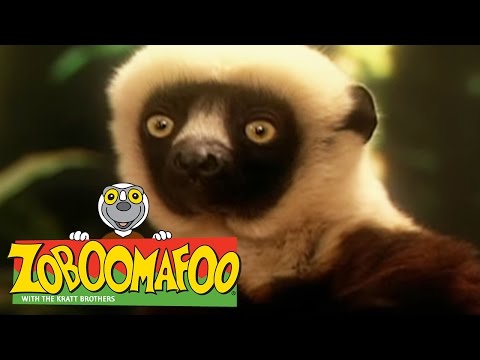 🐒 Zoboomafoo 🐒 106 | Swimming - Full Episode | Kids TV Shows