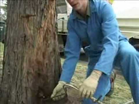How to Control Tree Termite Nests in Melbourne?