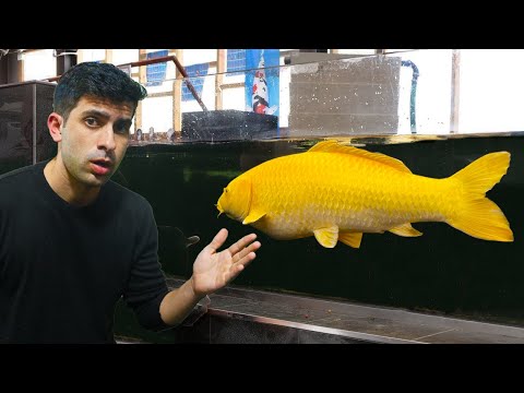 10 COISAS QUE VOCÊ PRECISA SABER ANTES DE TER UM AQUÁRIO JUMBO!