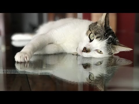 How to Keep a Cat from Running Away when It Is Moved - Keeping Your Cat in One Room Initially
