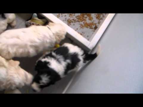 Shiloh's Pyredoodles 5 weeks