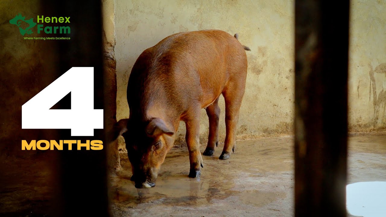 UFUGAJI WA NGURUWE AINA YA DUROC – FAIDA, MALEZI NA SIRI ZA MAFANIKIO