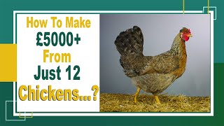 How To Make Money Breeding Chickens