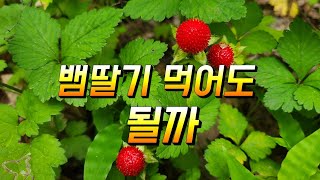뱀딸기를 먹어도 되나 이 딸기는엄청난 효능을 가진 약초 입니다