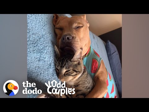2nd YouTube video about are pit bulls good with cats