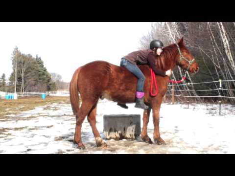 The Mustang's Story: Wild Horse Documentary Trailer