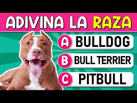 Adivina la "RAZA DE PERROS"🐶 | ¿Cuántss "RAZAS DE PERROS" Reconoces? Test/Trivial/Quiz