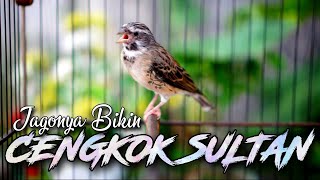 Download lagu BLACKTHROAT BIRD CHIRPING FOR CANARY TRAINING (YOUNG BIRDS) #04 mp3