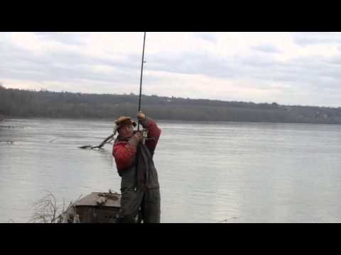 Ribolov šarana na Dunavu (Pavo)