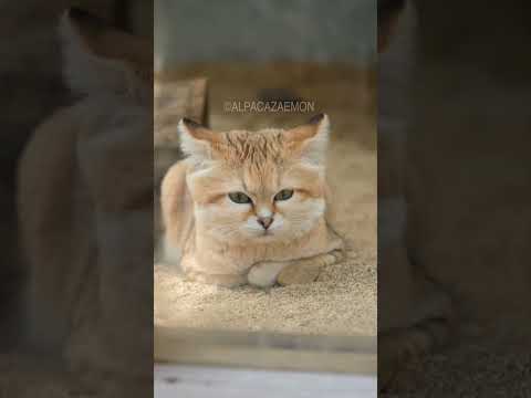 フェリス マルガリータの地図.svg