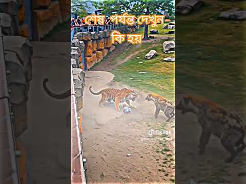 #shorts #shortsfeed #tiger