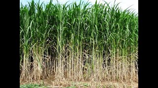 PODEMOS FAZER SILO COM CAPIM NAPIER E CANA DE AÇUCAR?