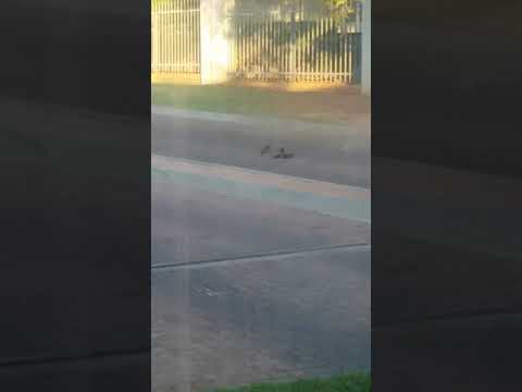 Birds fight for one female to death